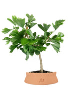 Bonsai di Ginkgo biloba | H40 cm
