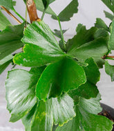 Bonsai di Ginkgo biloba | H40 cm