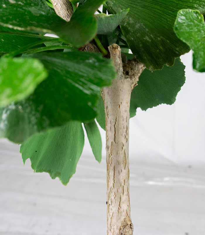Bonsai di Ginkgo biloba | H40 cm
