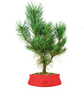 Pino silvestre Watereri – Pinus sylvestris ornamentale H40 cm