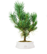 Pino silvestre Watereri – Pinus sylvestris ornamentale H40 cm
