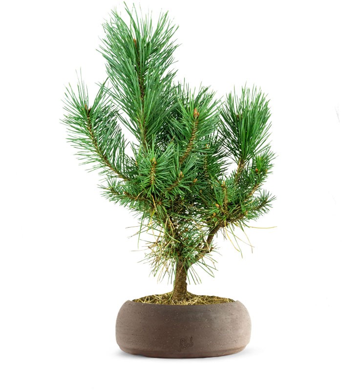 Pino silvestre Watereri – Pinus sylvestris ornamentale H40 cm
