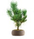 Pino silvestre Watereri – Pinus sylvestris ornamentale H40 cm