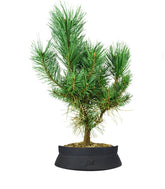 Pino silvestre Watereri – Pinus sylvestris ornamentale H40 cm