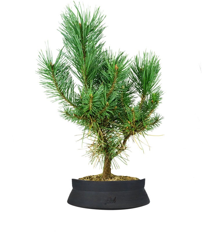 Pino silvestre Watereri – Pinus sylvestris ornamentale H40 cm