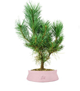 Pino silvestre Watereri – Pinus sylvestris ornamentale H40 cm