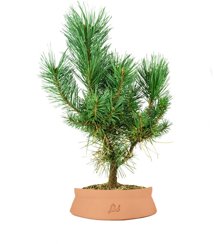Pino silvestre Watereri – Pinus sylvestris ornamentale H40 cm
