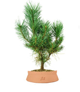 Pino silvestre Watereri – Pinus sylvestris ornamentale H40 cm