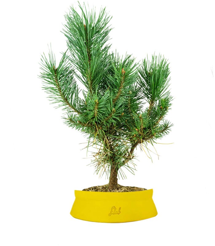 Pino silvestre Watereri – Pinus sylvestris ornamentale H40 cm
