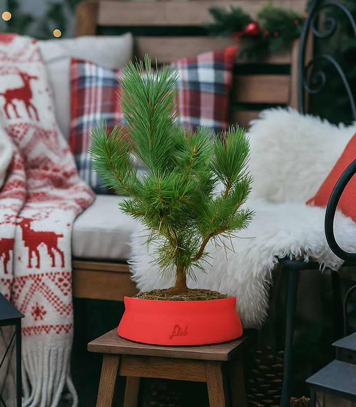 Pino silvestre Watereri – Pinus sylvestris ornamentale H40 cm