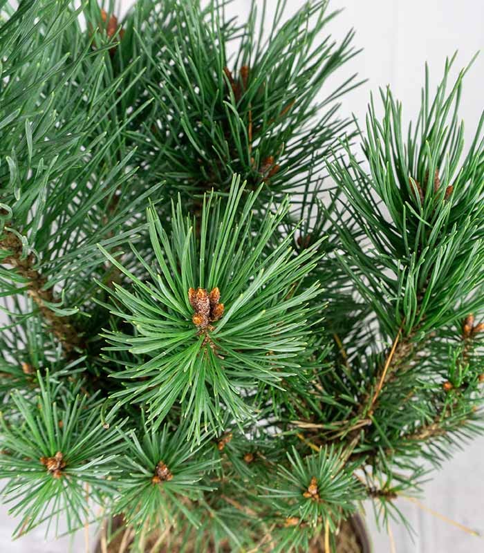 Pino silvestre Watereri – Pinus sylvestris ornamentale H40 cm