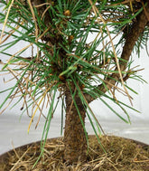 Pino silvestre Watereri – Pinus sylvestris ornamentale H40 cm