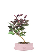 Bonsai di Cotinus – Cotinus coggygria H30 cm ornamentale