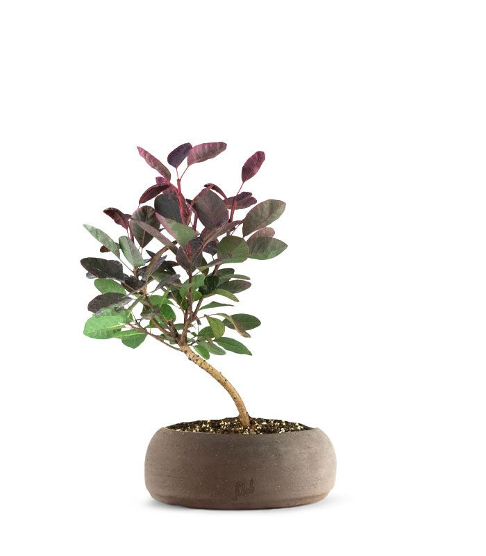 Bonsai di Cotinus – Cotinus coggygria H30 cm ornamentale