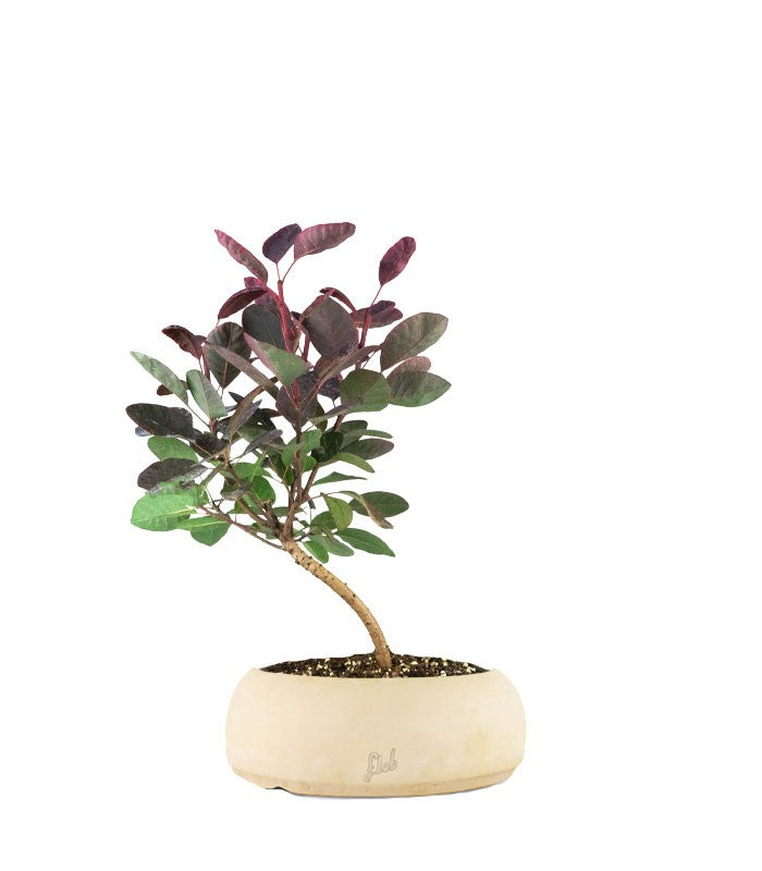 Bonsai di Cotinus – Cotinus coggygria H30 cm ornamentale