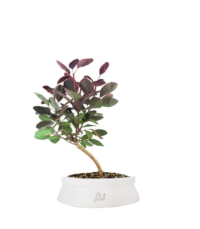 Bonsai di Cotinus – Cotinus coggygria H30 cm ornamentale