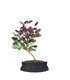 Bonsai di Cotinus – Cotinus coggygria H30 cm ornamentale