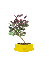 Bonsai di Cotinus – Cotinus coggygria H30 cm ornamentale