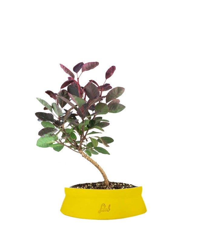 Bonsai di Cotinus – Cotinus coggygria H30 cm ornamentale