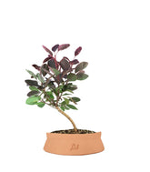 Bonsai di Cotinus – Cotinus coggygria H30 cm ornamentale