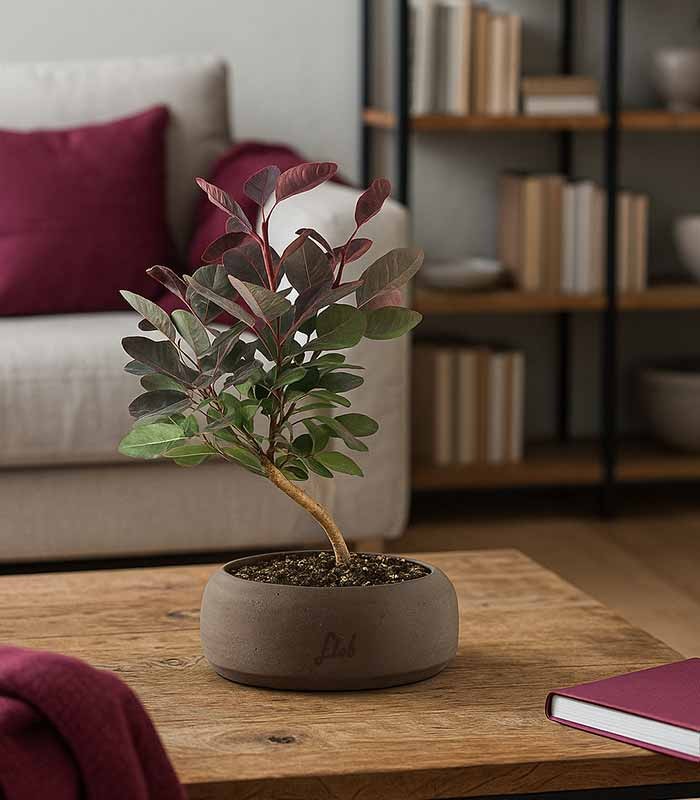 Bonsai di Cotinus – Cotinus coggygria H30 cm ornamentale