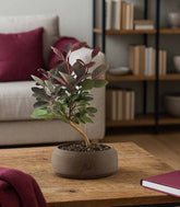 Bonsai di Cotinus – Cotinus coggygria H30 cm ornamentale
