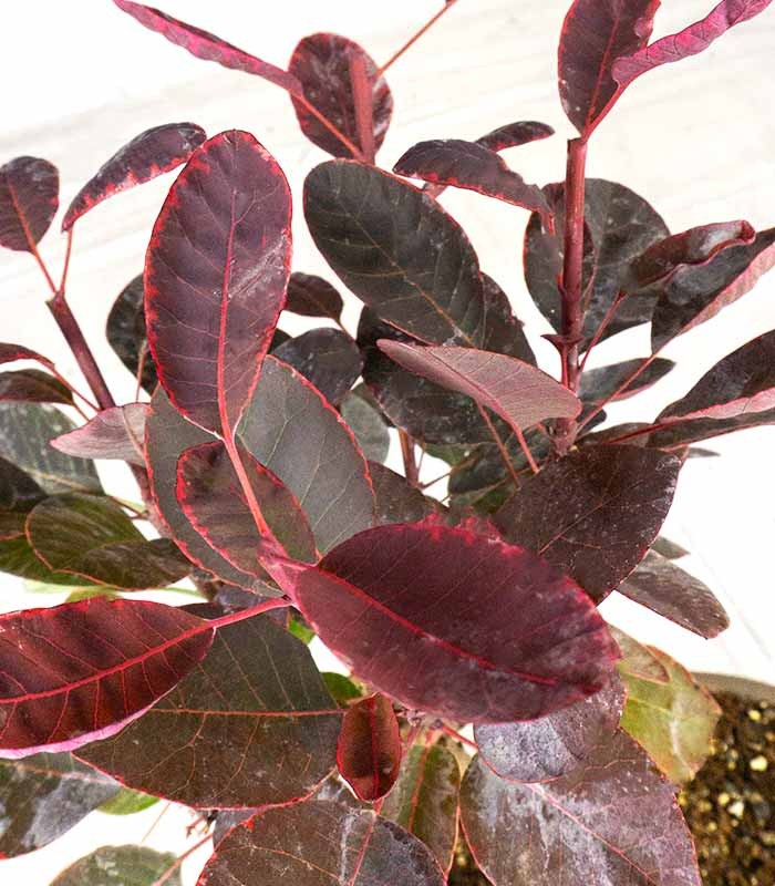 Bonsai di Cotinus – Cotinus coggygria H30 cm ornamentale