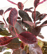 Bonsai di Cotinus – Cotinus coggygria H30 cm ornamentale