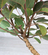 Bonsai di Cotinus – Cotinus coggygria H30 cm ornamentale