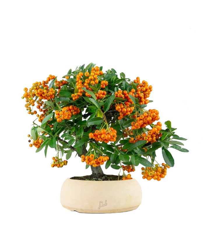 Pyracantha bonsai | 7 anni