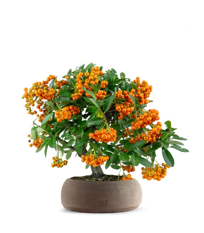 Pyracantha bonsai | 7 anni