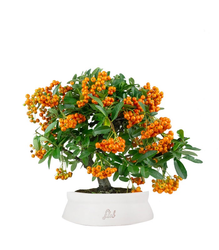 Pyracantha bonsai | 7 anni