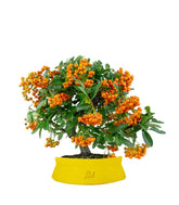 Pyracantha bonsai | 7 anni