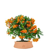 Pyracantha bonsai | 7 anni