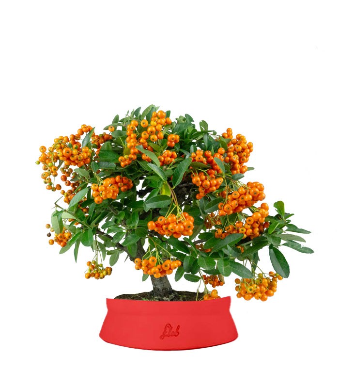 Pyracantha bonsai | 7 anni