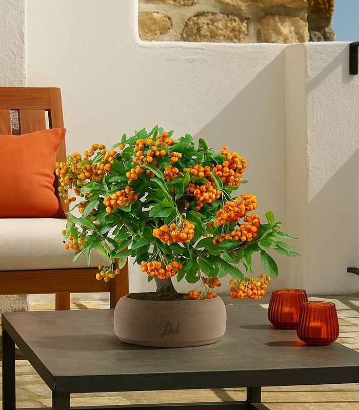 Pyracantha bonsai | 7 anni