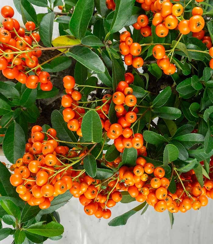 Pyracantha bonsai | 7 anni