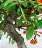 Pyracantha bonsai | 7 anni