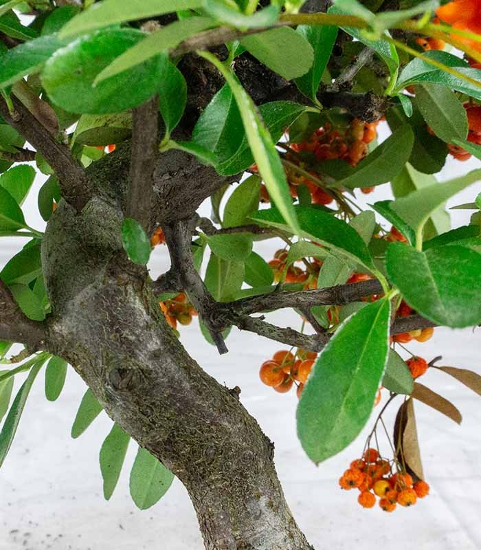 Pyracantha bonsai | 7 anni