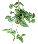Scindapsus silvery splash