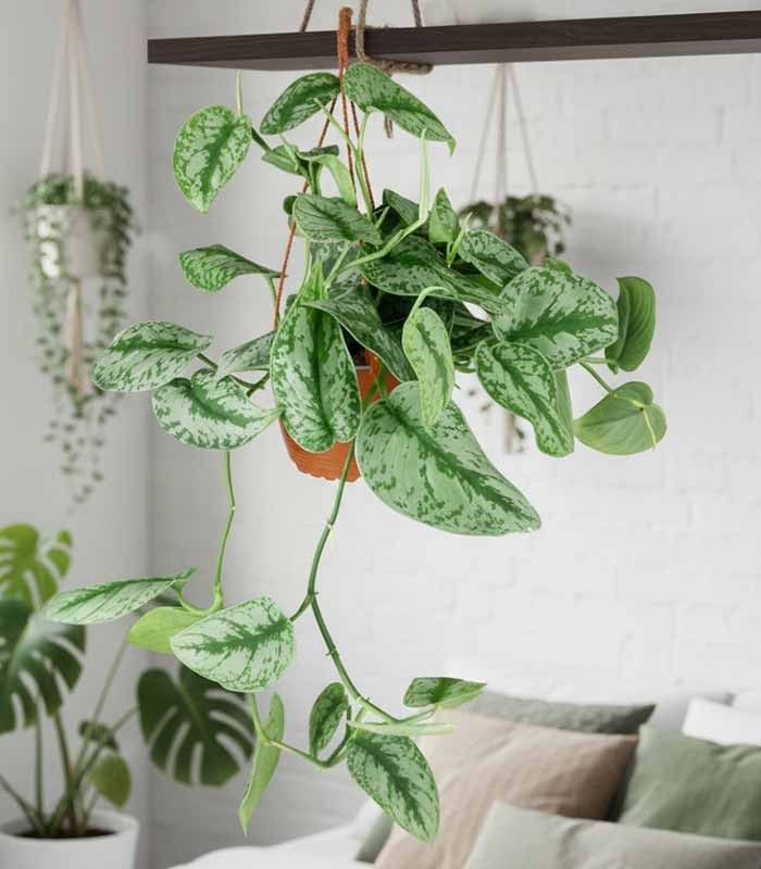 Scindapsus silvery splash