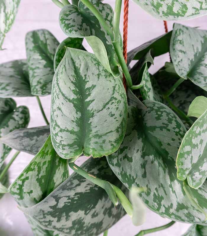 Scindapsus silvery splash