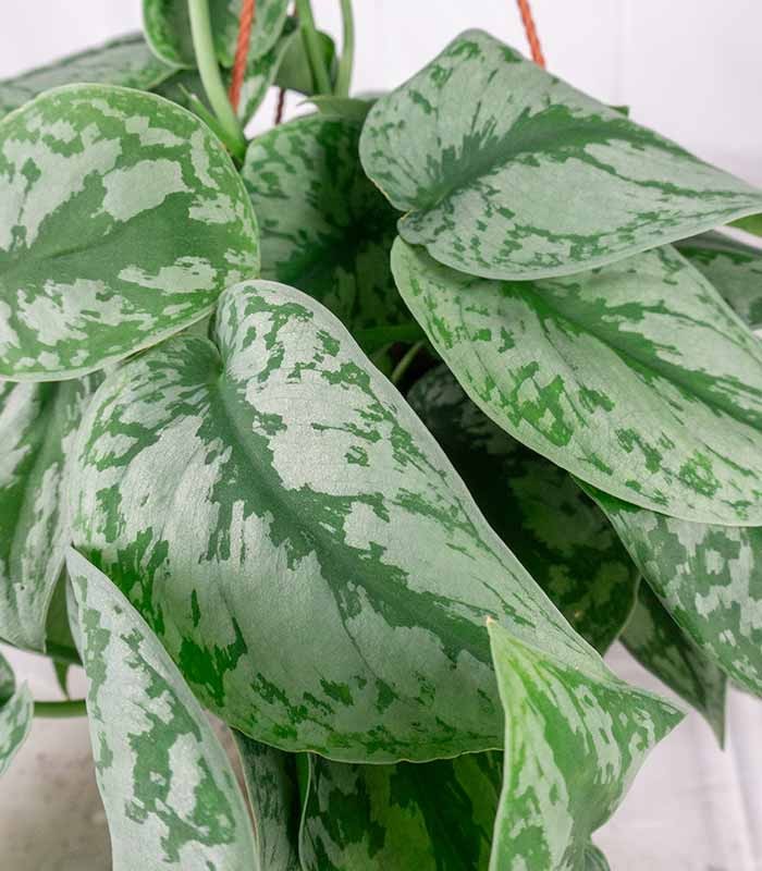 Scindapsus silvery splash