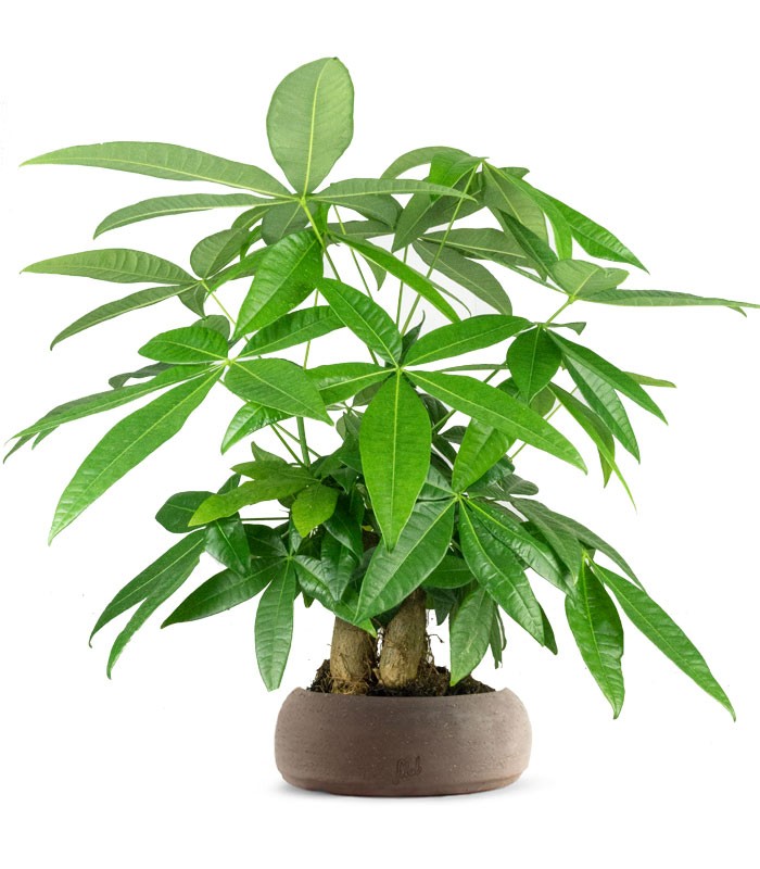 Pachira acquatica