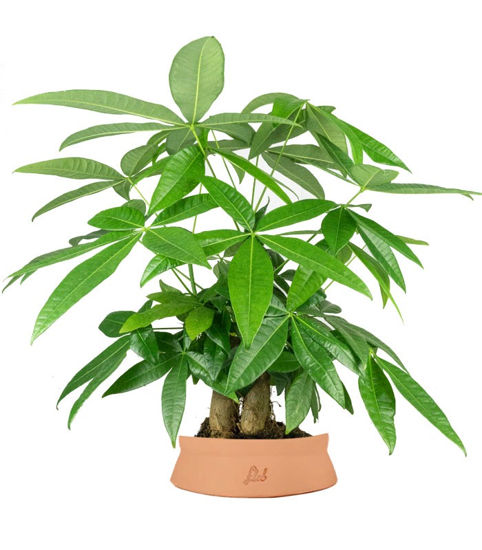 Pachira acquatica