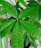 Pachira acquatica