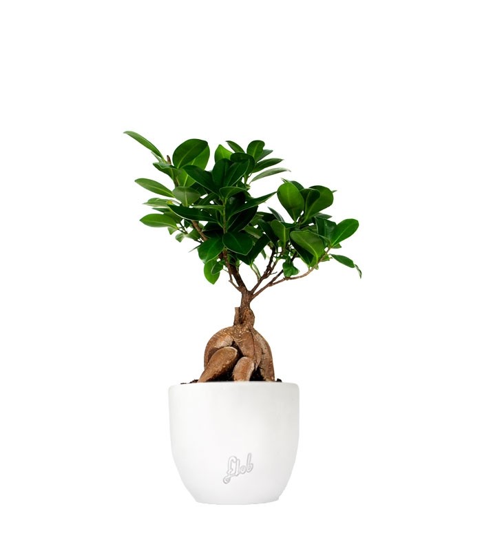 Ficus Ginseng