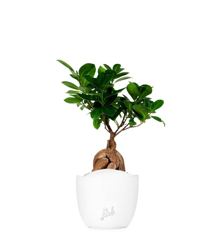 Ficus Ginseng