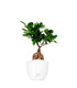 Ficus Ginseng