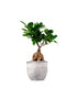 Ficus Ginseng